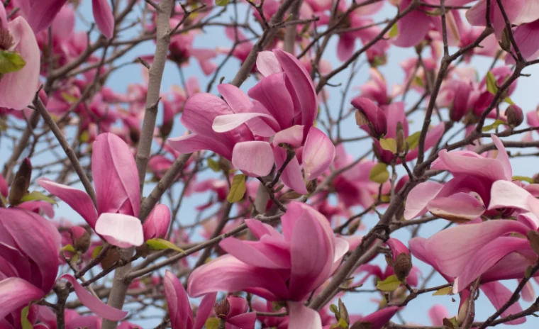 (Blog) Exploring the Beauty and Symbolism of Magnolia Trees
