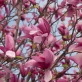 (Blog) Exploring the Beauty and Symbolism of Magnolia Trees